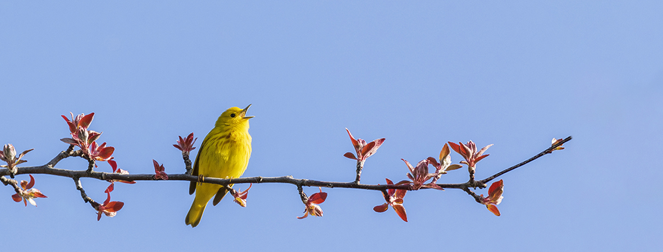 Oiseau sur branche