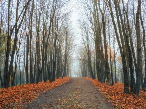 allee-automne-vide-dans-parc-erables