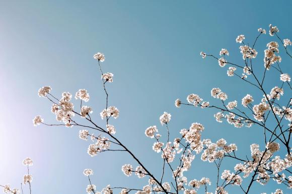 fleur et ciel bleu